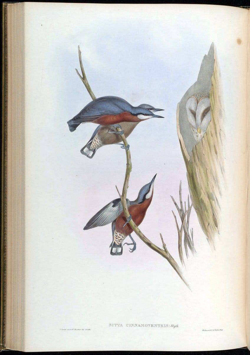 Birds of Asia / by John Gould..London :Printed by Taylor and Francis, pub. by the author,1850-1883.. |  | Vintage Print Reproduction 462497
