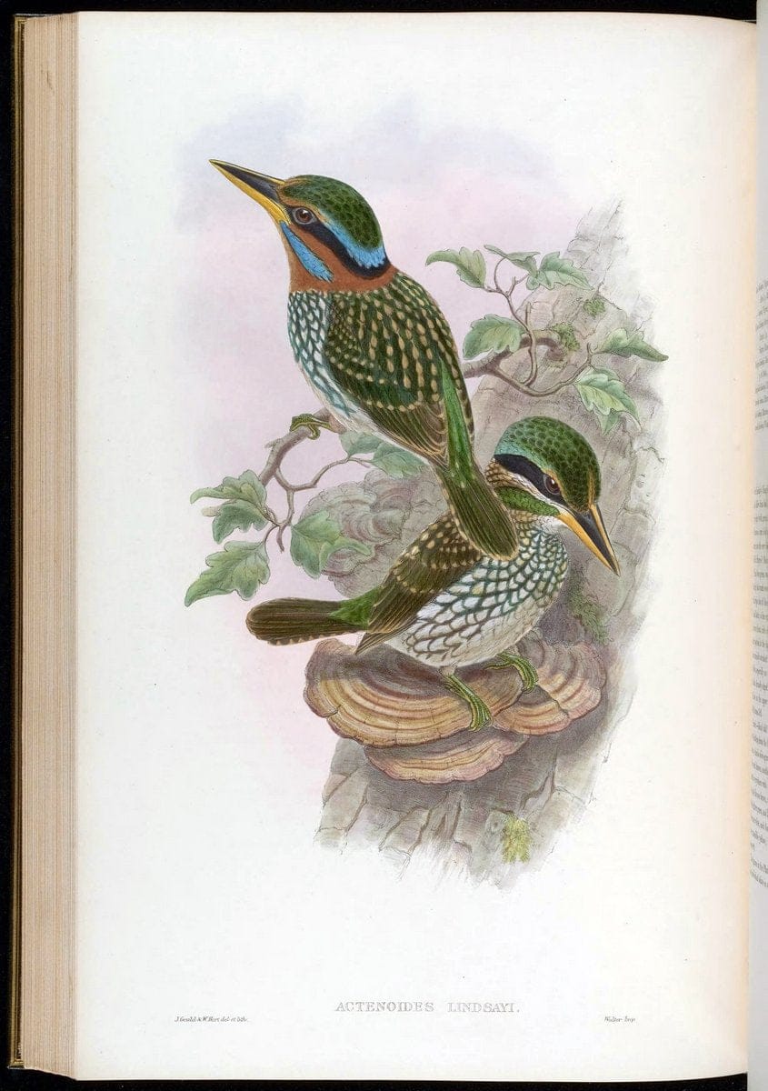 Birds of Asia / by John Gould..London :Printed by Taylor and Francis, pub. by the author,1850-1883.. |  | Vintage Print Reproduction 462498