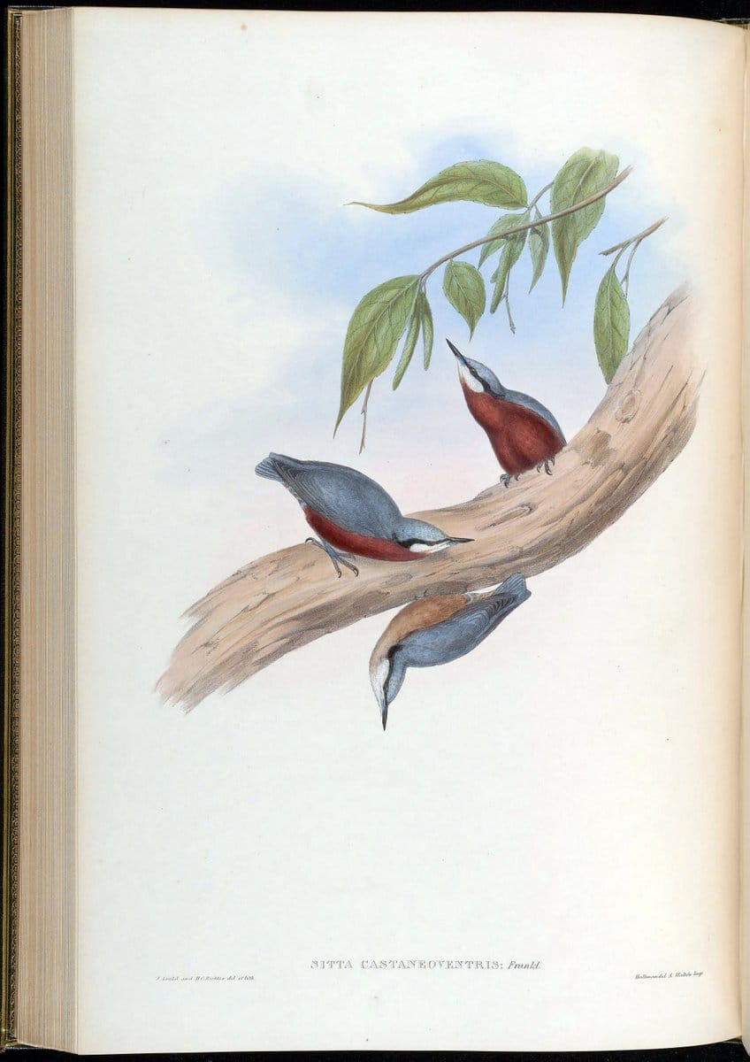 Birds of Asia / by John Gould..London :Printed by Taylor and Francis, pub. by the author,1850-1883.. |  | Vintage Print Reproduction 462499