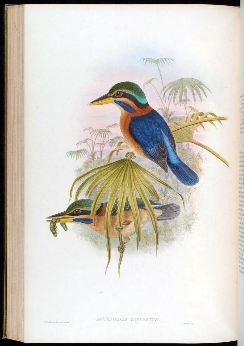 Birds of Asia / by John Gould..London :Printed by Taylor and Francis, pub. by the author,1850-1883.. |  | Vintage Print Reproduction 462500