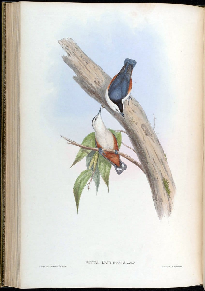 Birds of Asia / by John Gould..London :Printed by Taylor and Francis, pub. by the author,1850-1883.. |  | Vintage Print Reproduction 462501