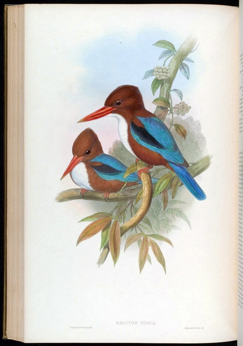 Birds of Asia / by John Gould..London :Printed by Taylor and Francis, pub. by the author,1850-1883.. |  | Vintage Print Reproduction 462502