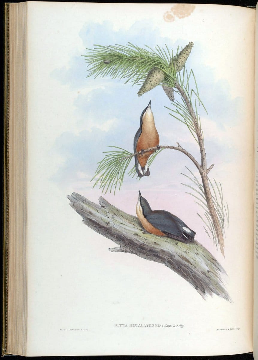 Birds of Asia / by John Gould..London :Printed by Taylor and Francis, pub. by the author,1850-1883.. |  | Vintage Print Reproduction 462503