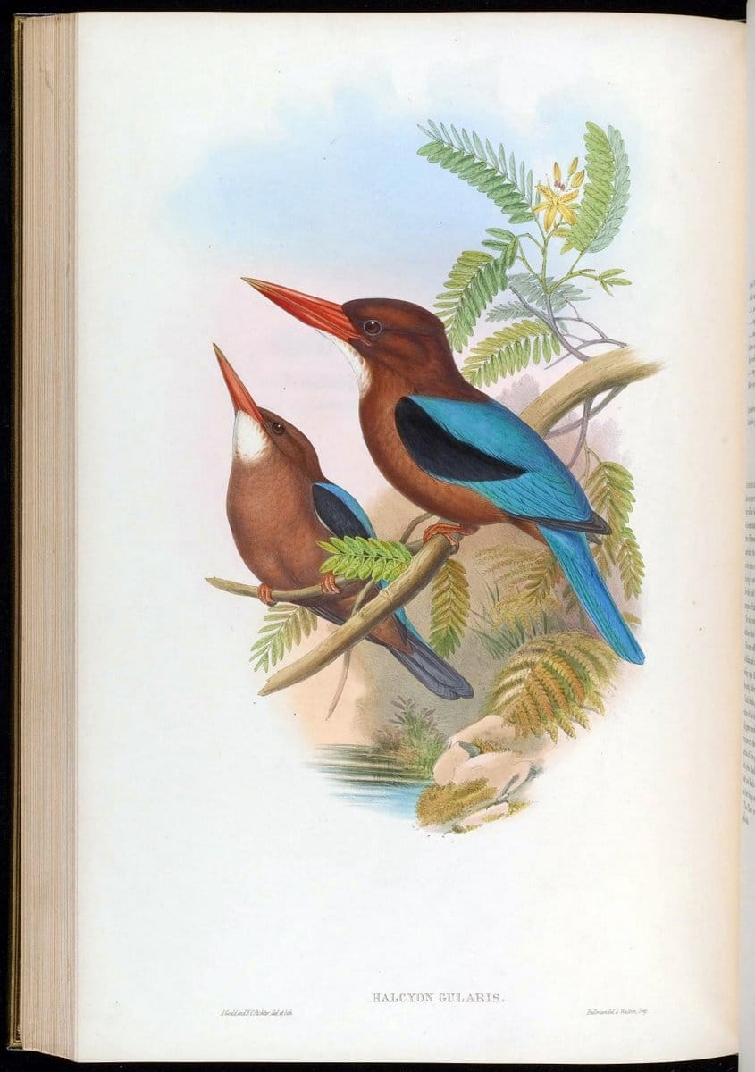 Birds of Asia / by John Gould..London :Printed by Taylor and Francis, pub. by the author,1850-1883.. |  | Vintage Print Reproduction 462504