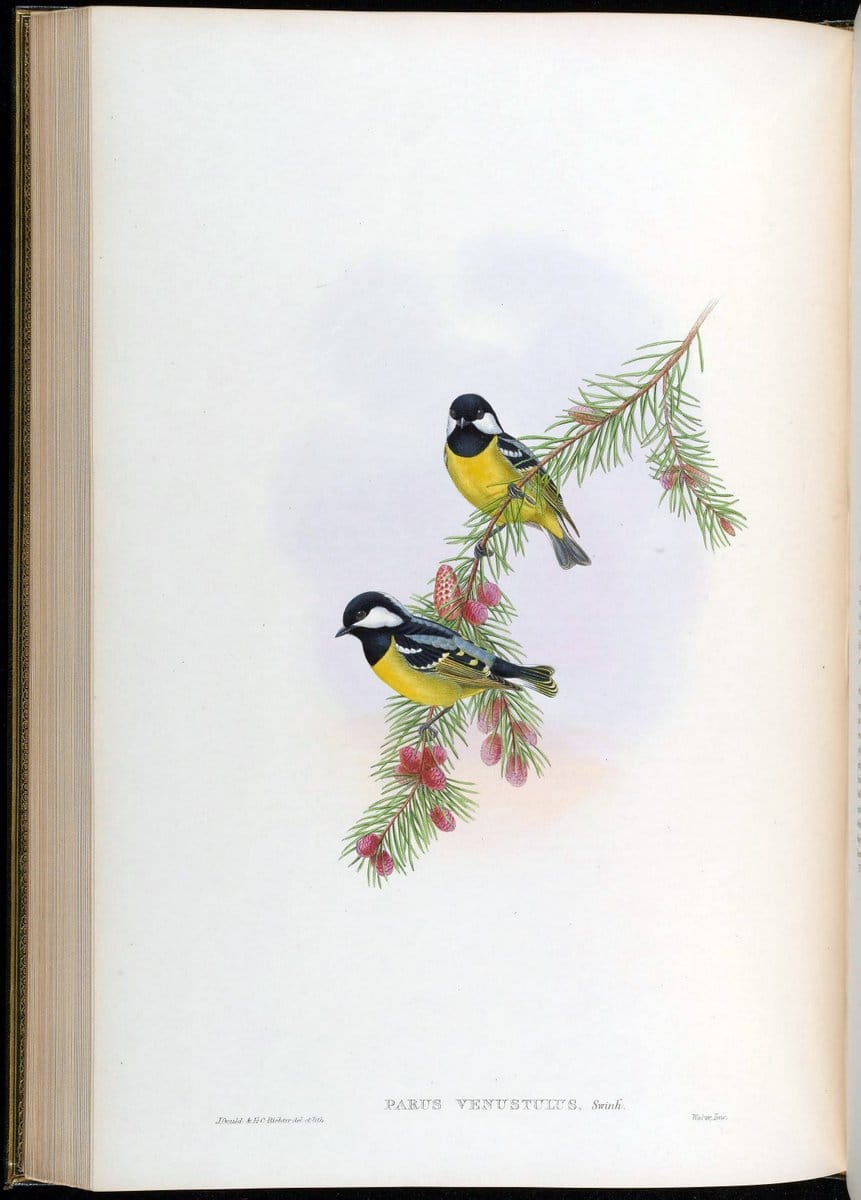 Birds of Asia / by John Gould..London :Printed by Taylor and Francis, pub. by the author,1850-1883.. |  | Vintage Print Reproduction 462505