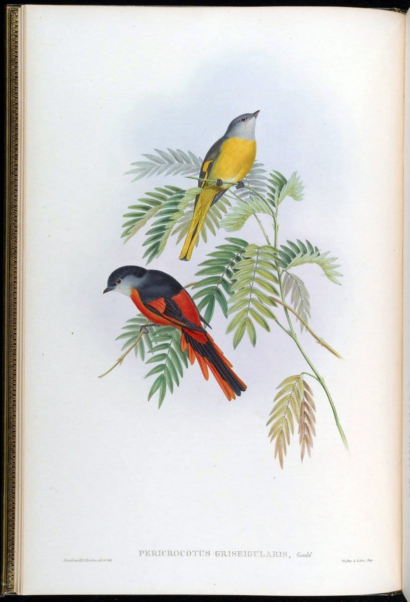 Birds of Asia / by John Gould..London :Printed by Taylor and Francis, pub. by the author,1850-1883.. |  | Vintage Print Reproduction 462506