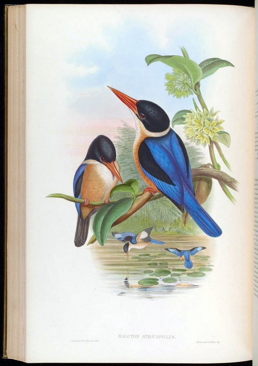 Birds of Asia / by John Gould..London :Printed by Taylor and Francis, pub. by the author,1850-1883.. |  | Vintage Print Reproduction 462507