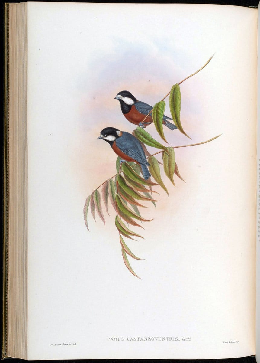 Birds of Asia / by John Gould..London :Printed by Taylor and Francis, pub. by the author,1850-1883.. |  | Vintage Print Reproduction 462508