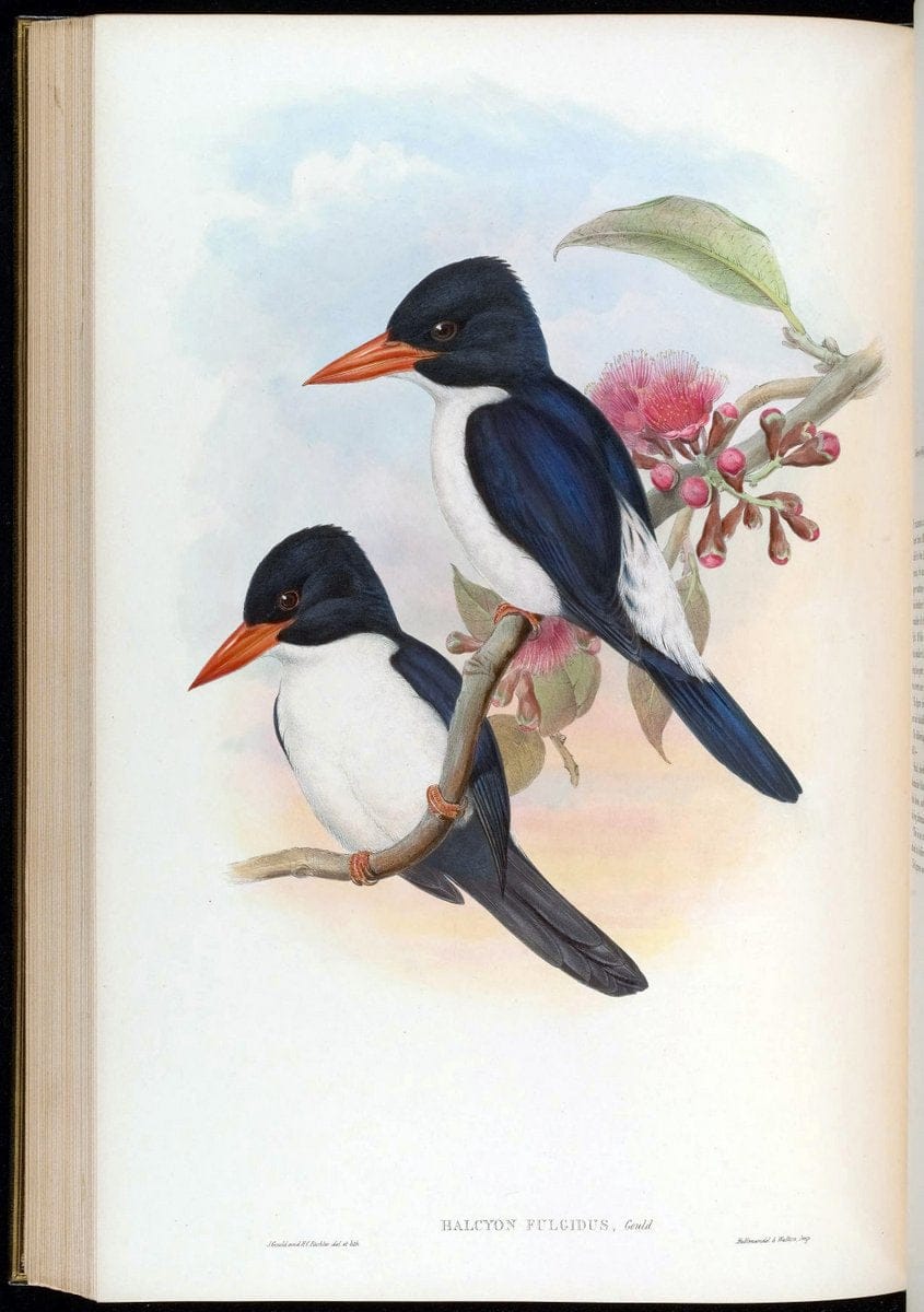 Birds of Asia / by John Gould..London :Printed by Taylor and Francis, pub. by the author,1850-1883.. |  | Vintage Print Reproduction 462509