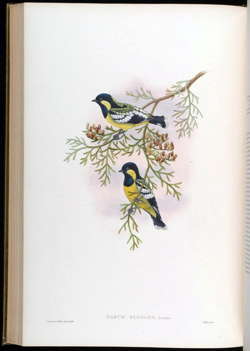 Birds of Asia / by John Gould..London :Printed by Taylor and Francis, pub. by the author,1850-1883.. |  | Vintage Print Reproduction 462510