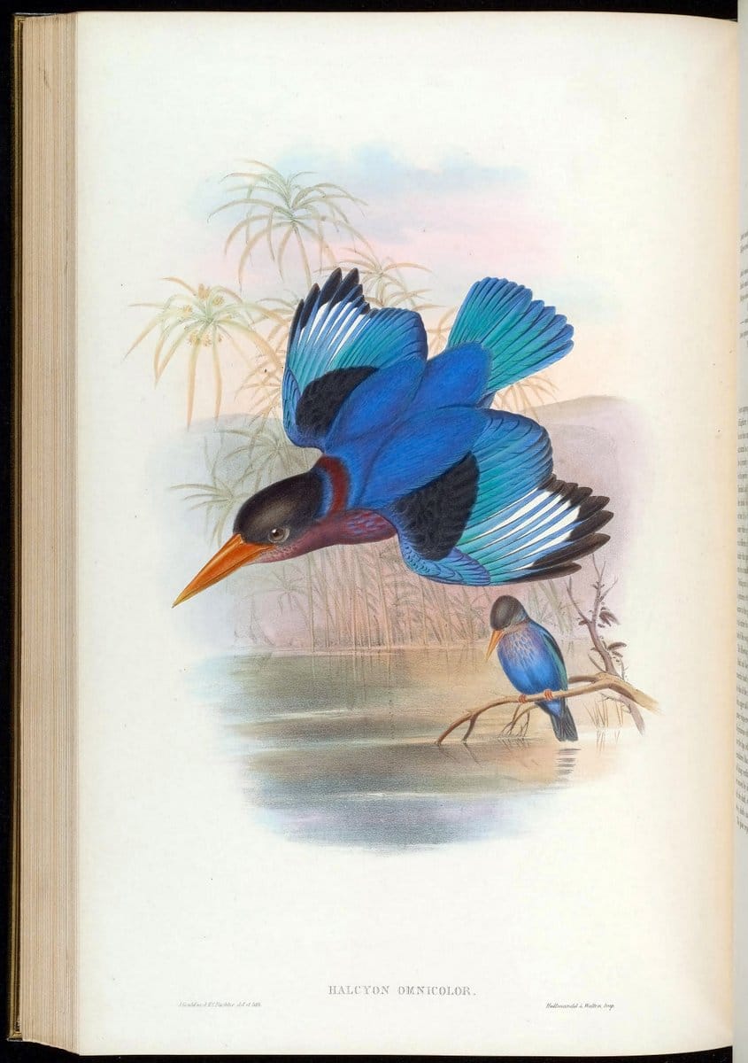 Birds of Asia / by John Gould..London :Printed by Taylor and Francis, pub. by the author,1850-1883.. |  | Vintage Print Reproduction 462511