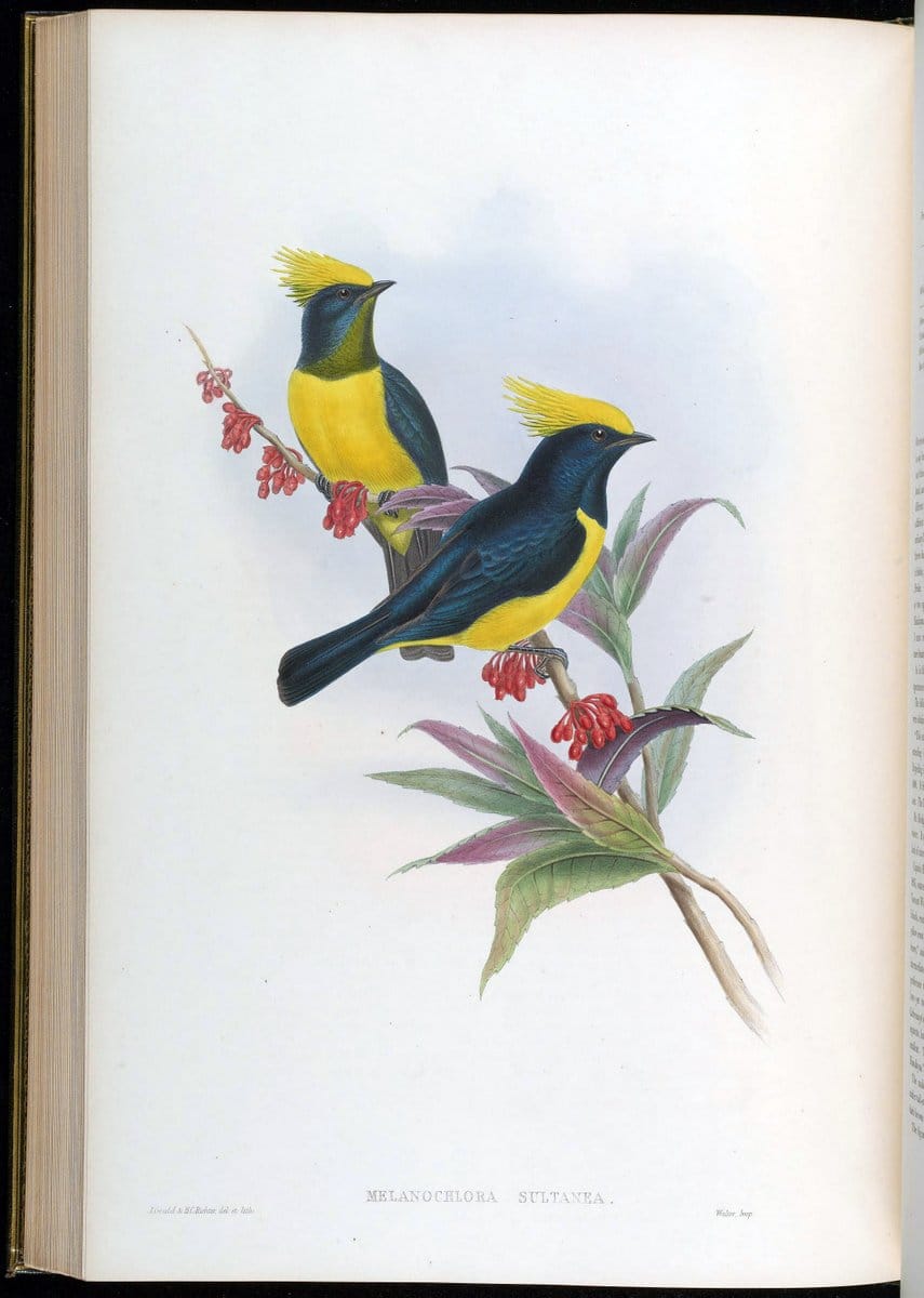 Birds of Asia / by John Gould..London :Printed by Taylor and Francis, pub. by the author,1850-1883.. |  | Vintage Print Reproduction 462512