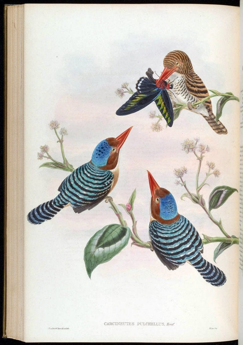 Birds of Asia / by John Gould..London :Printed by Taylor and Francis, pub. by the author,1850-1883.. |  | Vintage Print Reproduction 462513