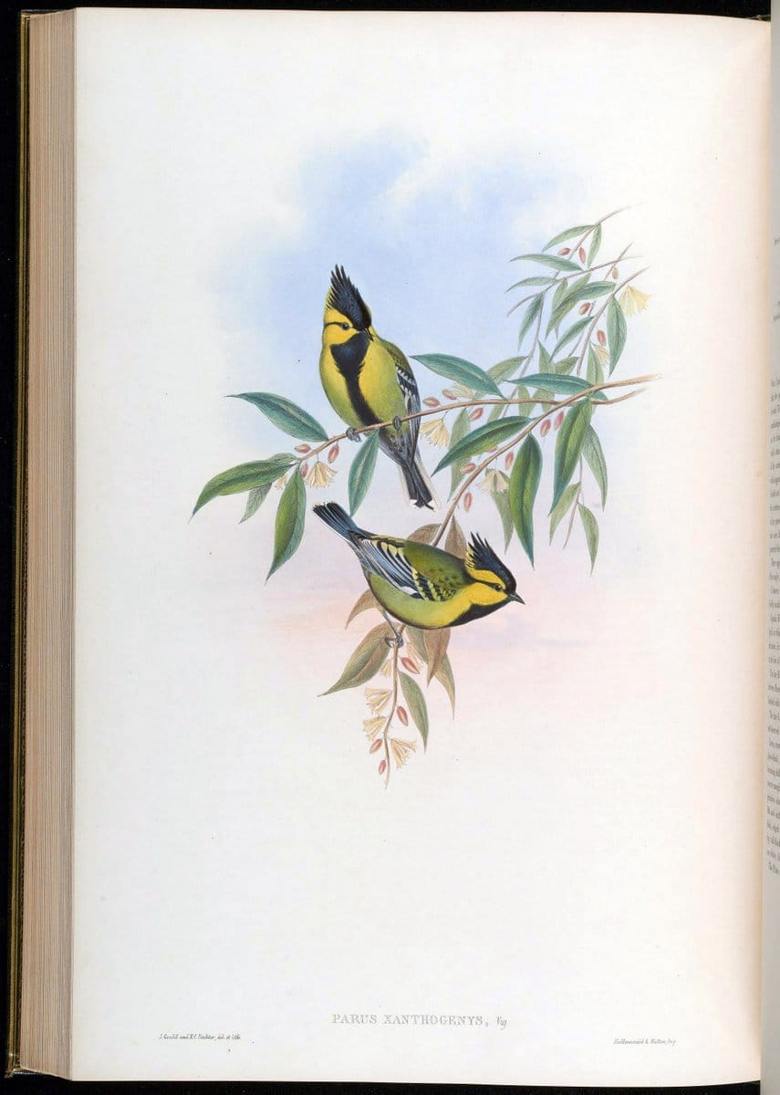 Birds of Asia / by John Gould..London :Printed by Taylor and Francis, pub. by the author,1850-1883.. |  | Vintage Print Reproduction 462514