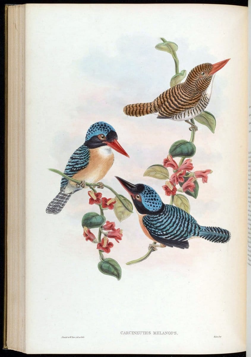 Birds of Asia / by John Gould..London :Printed by Taylor and Francis, pub. by the author,1850-1883.. |  | Vintage Print Reproduction 462515