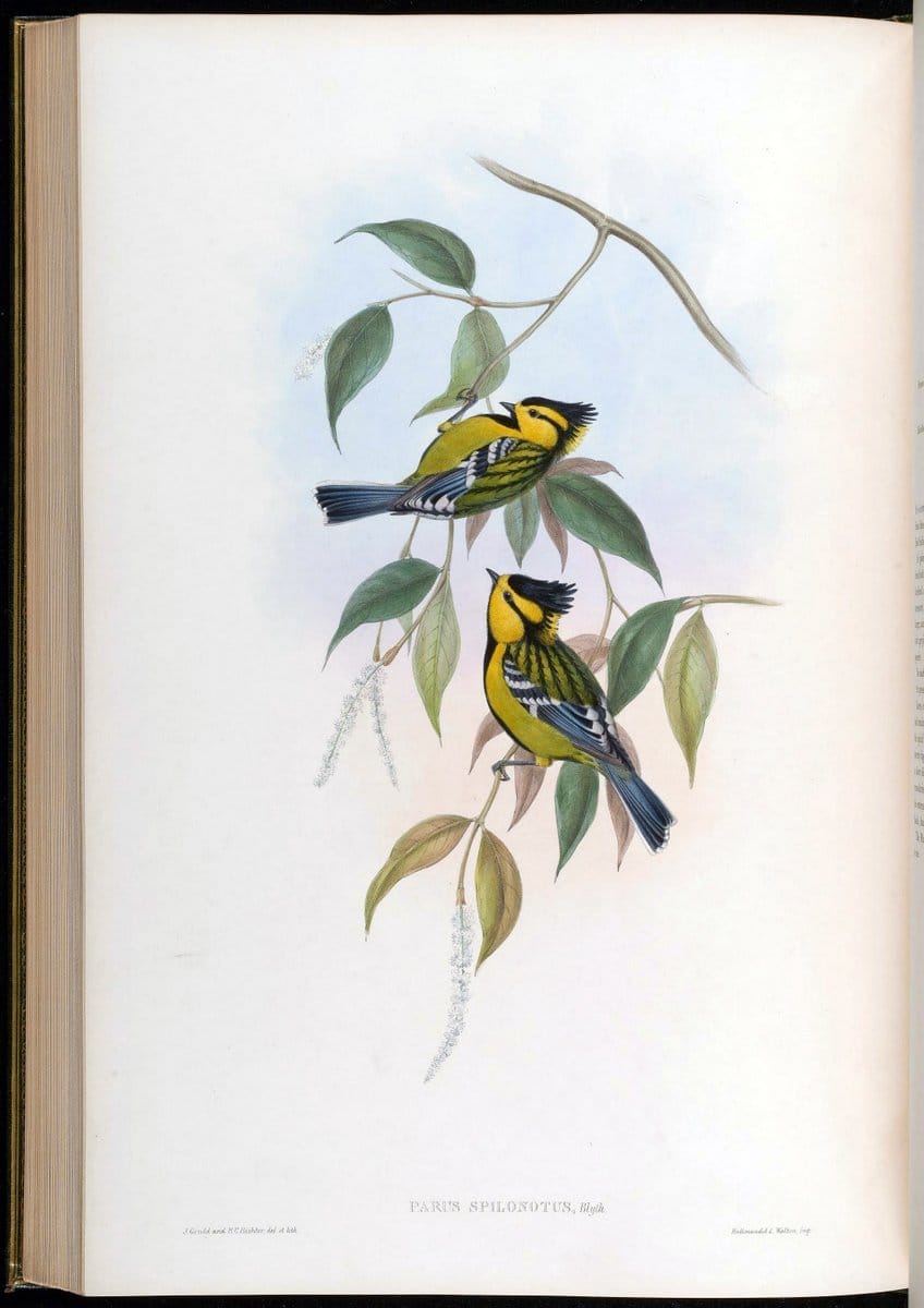 Birds of Asia / by John Gould..London :Printed by Taylor and Francis, pub. by the author,1850-1883.. |  | Vintage Print Reproduction 462516