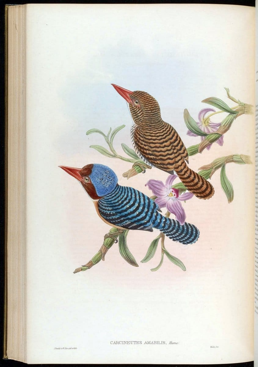 Birds of Asia / by John Gould..London :Printed by Taylor and Francis, pub. by the author,1850-1883.. |  | Vintage Print Reproduction 462517