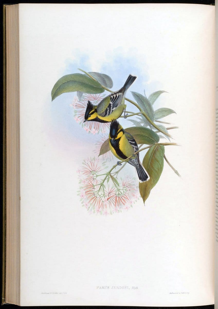 Birds of Asia / by John Gould..London :Printed by Taylor and Francis, pub. by the author,1850-1883.. |  | Vintage Print Reproduction 462518