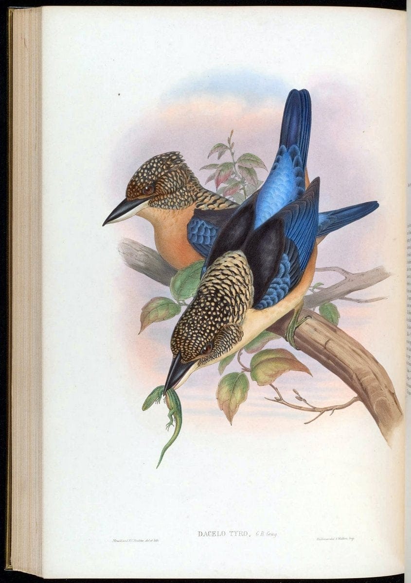 Birds of Asia / by John Gould..London :Printed by Taylor and Francis, pub. by the author,1850-1883.. |  | Vintage Print Reproduction 462519
