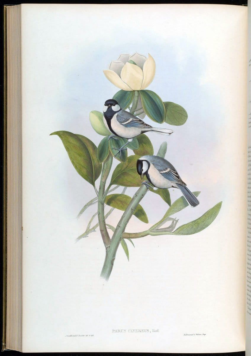 Birds of Asia / by John Gould..London :Printed by Taylor and Francis, pub. by the author,1850-1883.. |  | Vintage Print Reproduction 462520