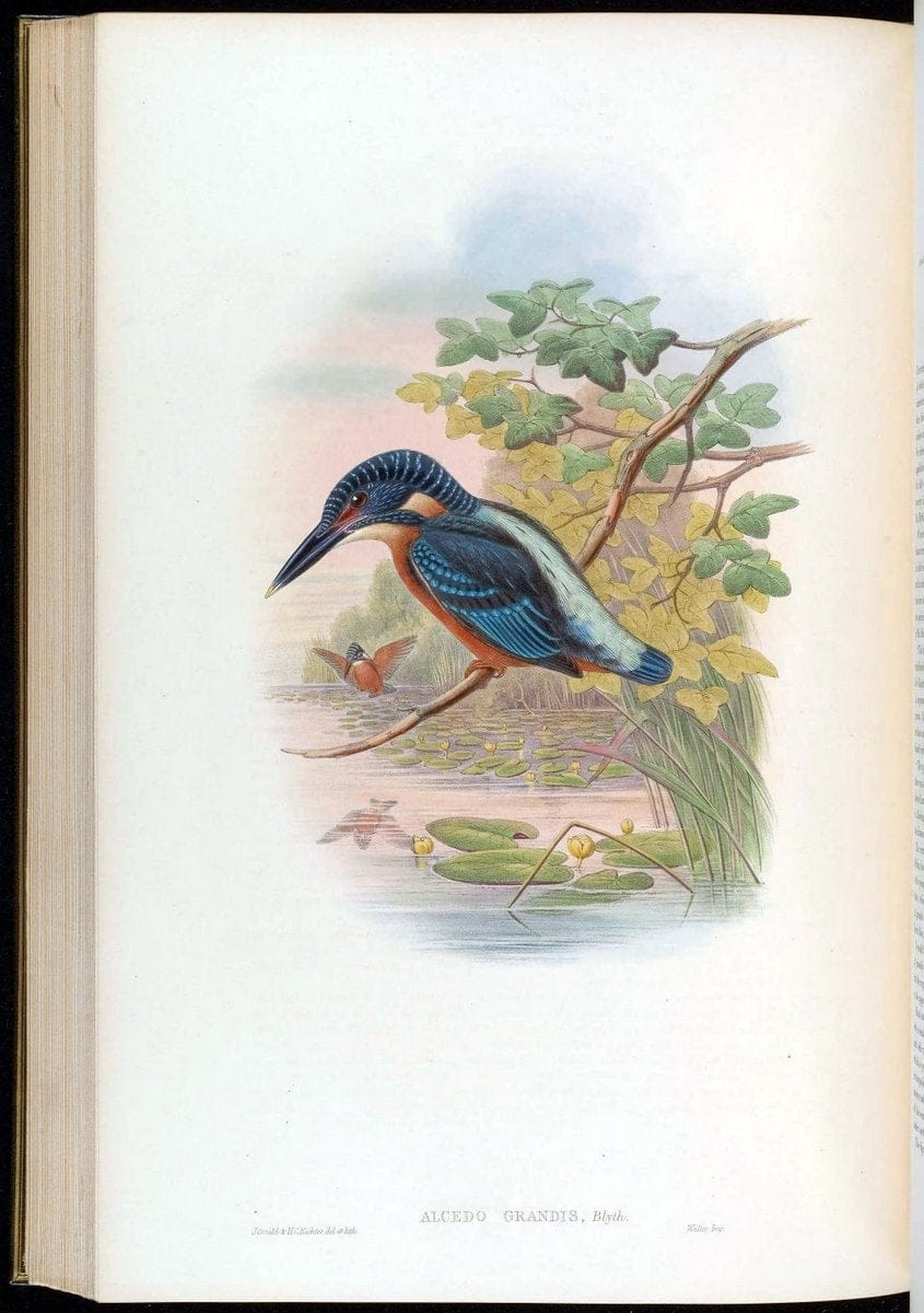 Birds of Asia / by John Gould..London :Printed by Taylor and Francis, pub. by the author,1850-1883.. |  | Vintage Print Reproduction 462521
