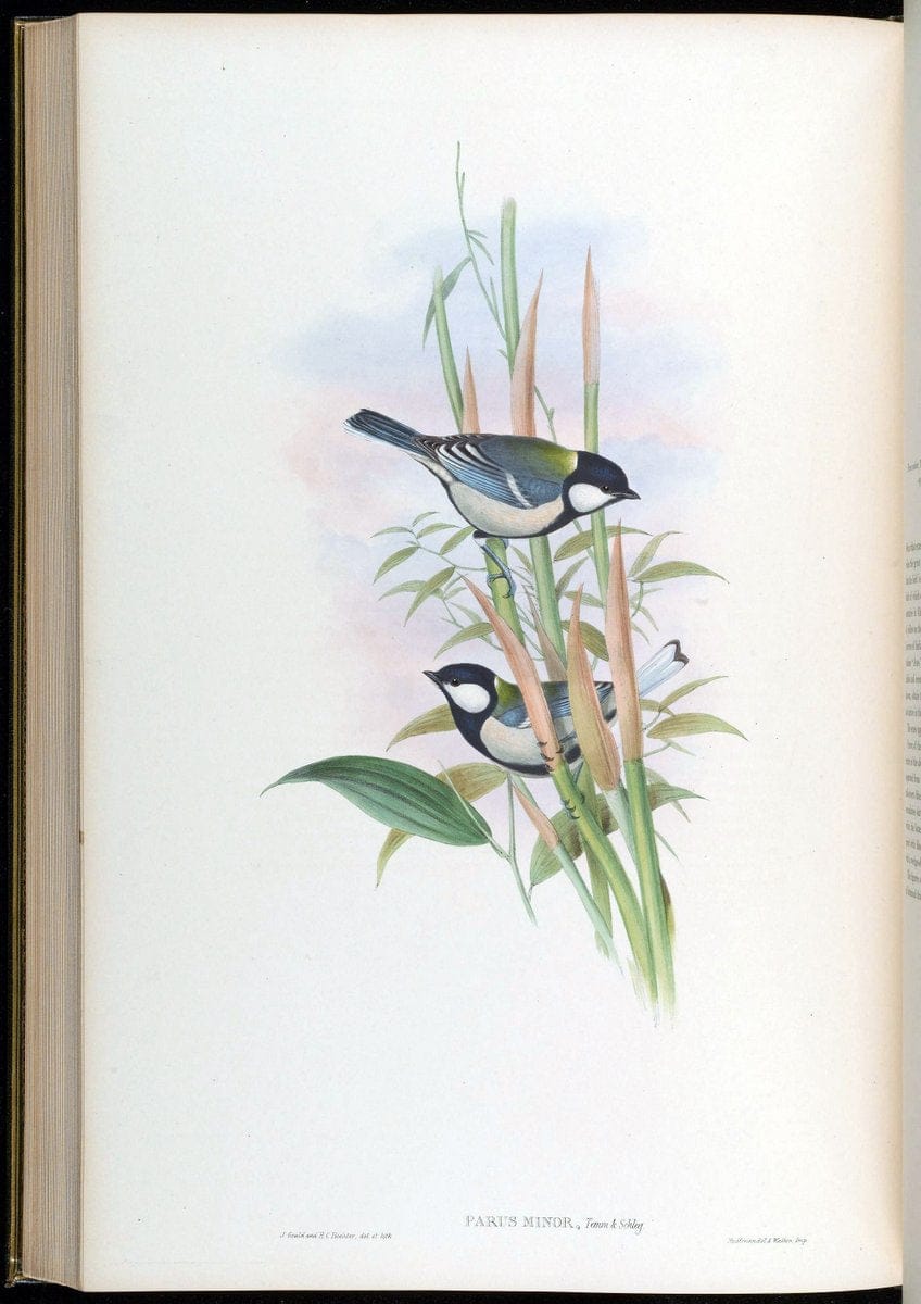 Birds of Asia / by John Gould..London :Printed by Taylor and Francis, pub. by the author,1850-1883.. |  | Vintage Print Reproduction 462522
