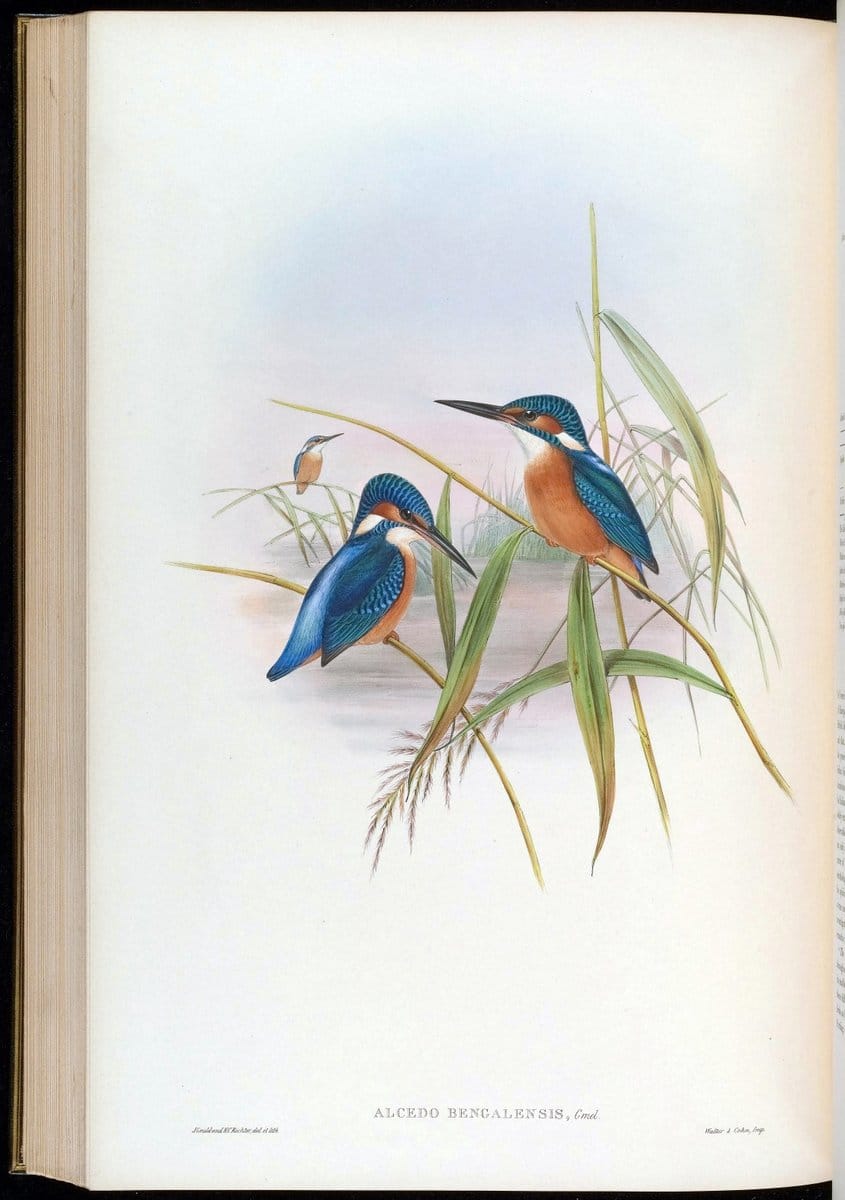 Birds of Asia / by John Gould..London :Printed by Taylor and Francis, pub. by the author,1850-1883.. |  | Vintage Print Reproduction 462523