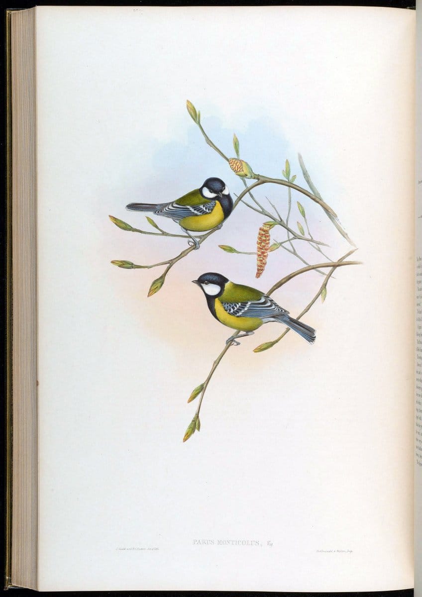 Birds of Asia / by John Gould..London :Printed by Taylor and Francis, pub. by the author,1850-1883.. |  | Vintage Print Reproduction 462524