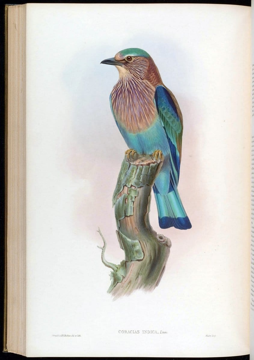Birds of Asia / by John Gould..London :Printed by Taylor and Francis, pub. by the author,1850-1883.. |  | Vintage Print Reproduction 462525
