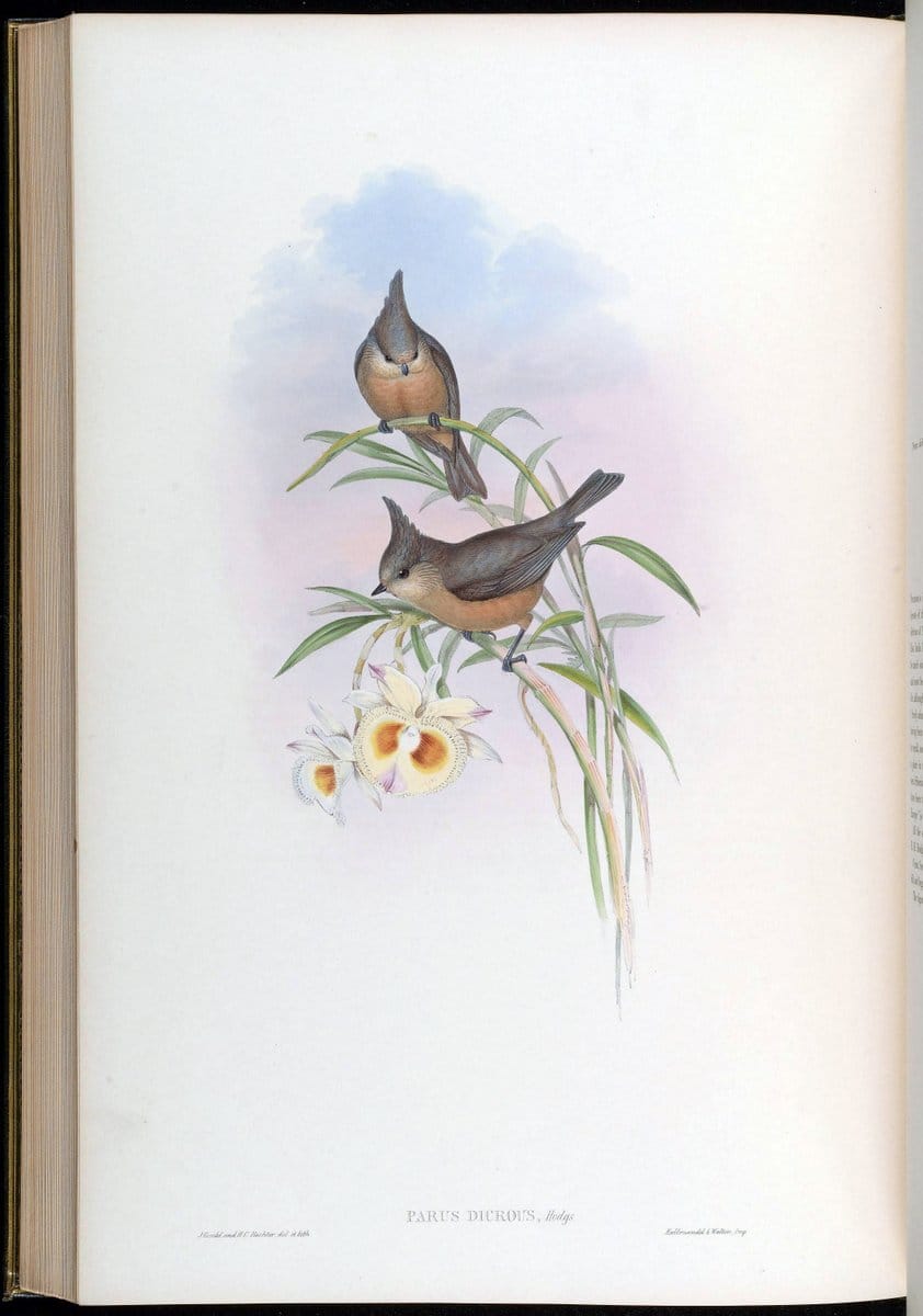 Birds of Asia / by John Gould..London :Printed by Taylor and Francis, pub. by the author,1850-1883.. |  | Vintage Print Reproduction 462526