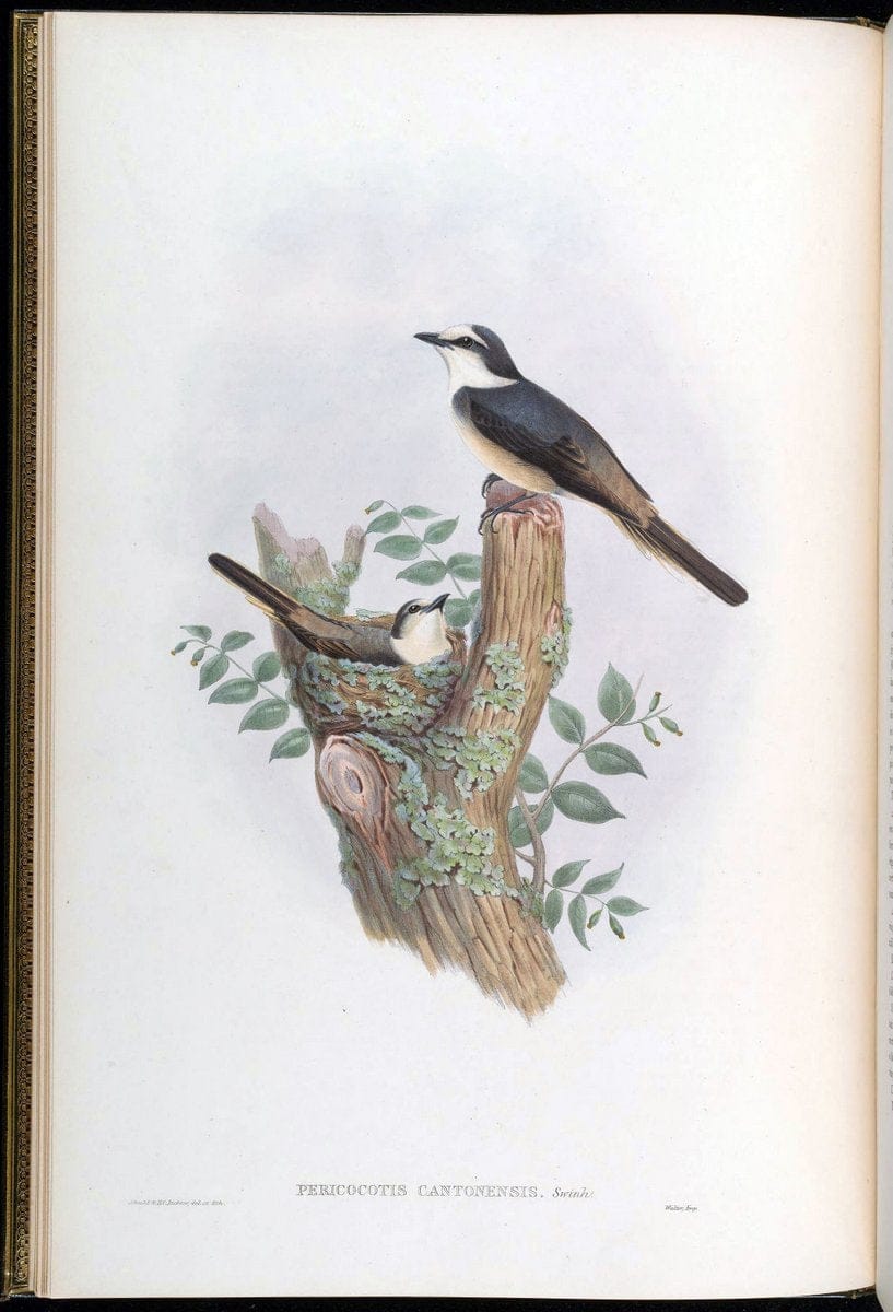 Birds of Asia / by John Gould..London :Printed by Taylor and Francis, pub. by the author,1850-1883.. |  | Vintage Print Reproduction 462527