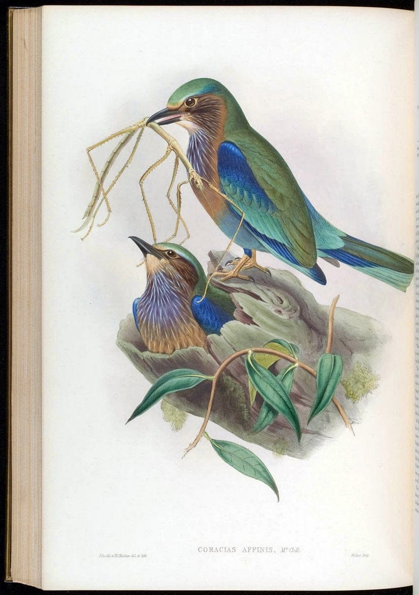 Birds of Asia / by John Gould..London :Printed by Taylor and Francis, pub. by the author,1850-1883.. |  | Vintage Print Reproduction 462528
