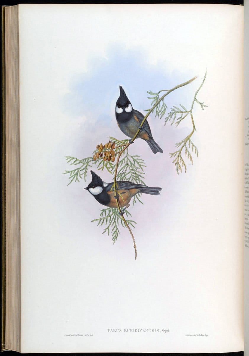 Birds of Asia / by John Gould..London :Printed by Taylor and Francis, pub. by the author,1850-1883.. |  | Vintage Print Reproduction 462529