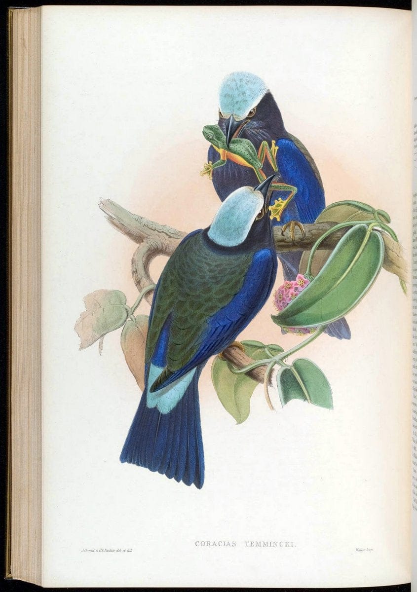 Birds of Asia / by John Gould..London :Printed by Taylor and Francis, pub. by the author,1850-1883.. |  | Vintage Print Reproduction 462530