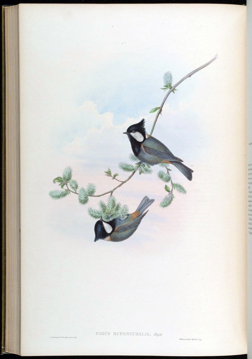 Birds of Asia / by John Gould..London :Printed by Taylor and Francis, pub. by the author,1850-1883.. |  | Vintage Print Reproduction 462531