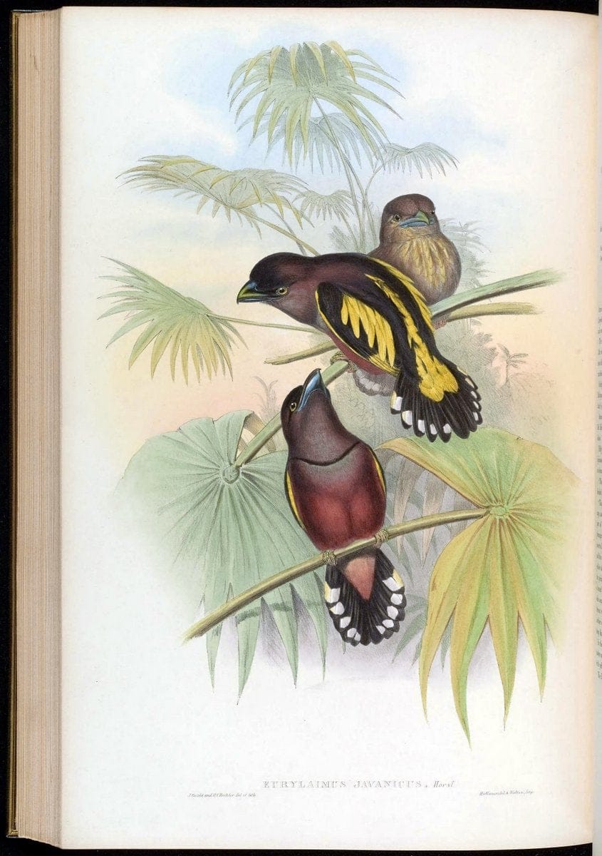 Birds of Asia / by John Gould..London :Printed by Taylor and Francis, pub. by the author,1850-1883.. |  | Vintage Print Reproduction 462532