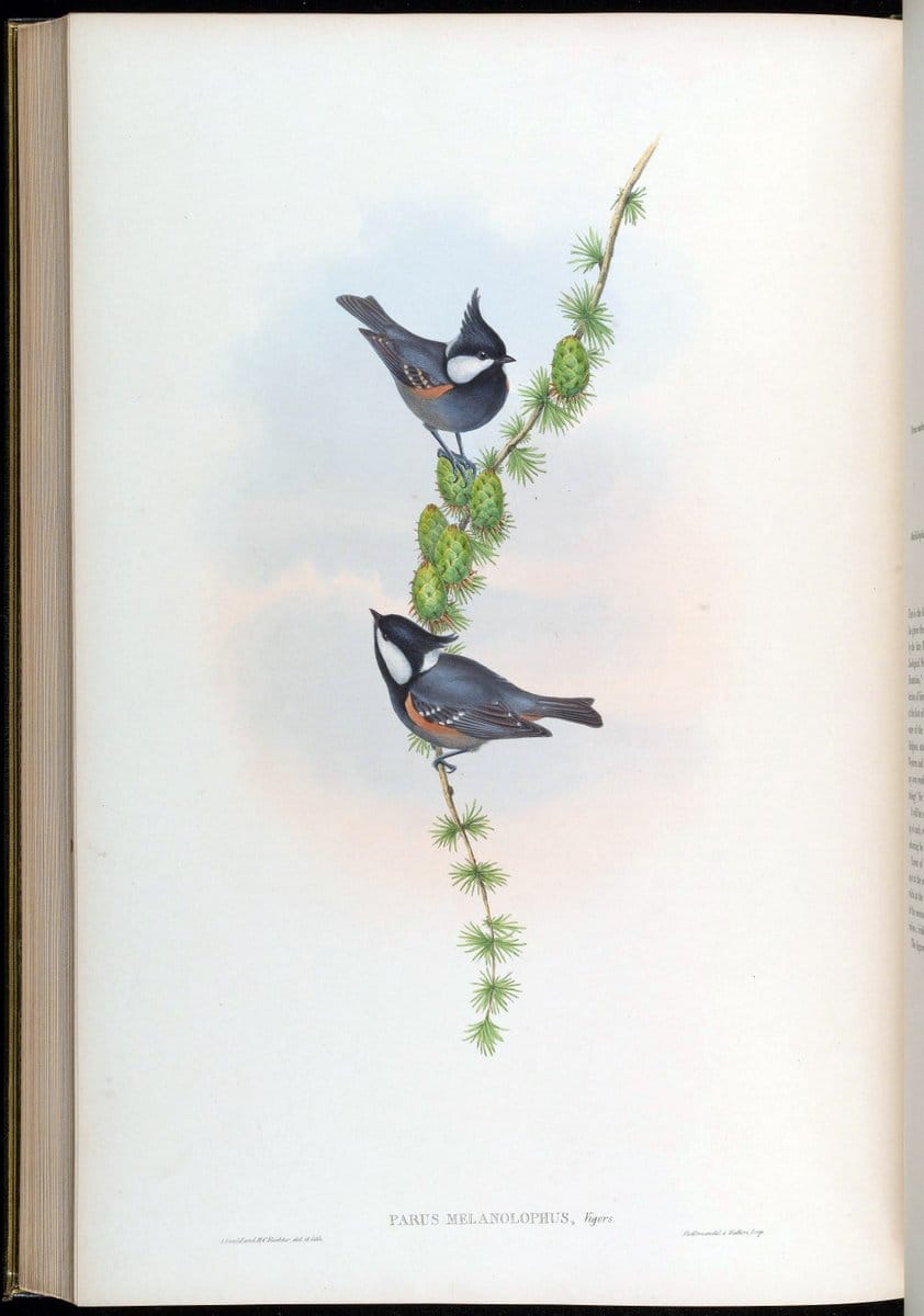 Birds of Asia / by John Gould..London :Printed by Taylor and Francis, pub. by the author,1850-1883.. |  | Vintage Print Reproduction 462533