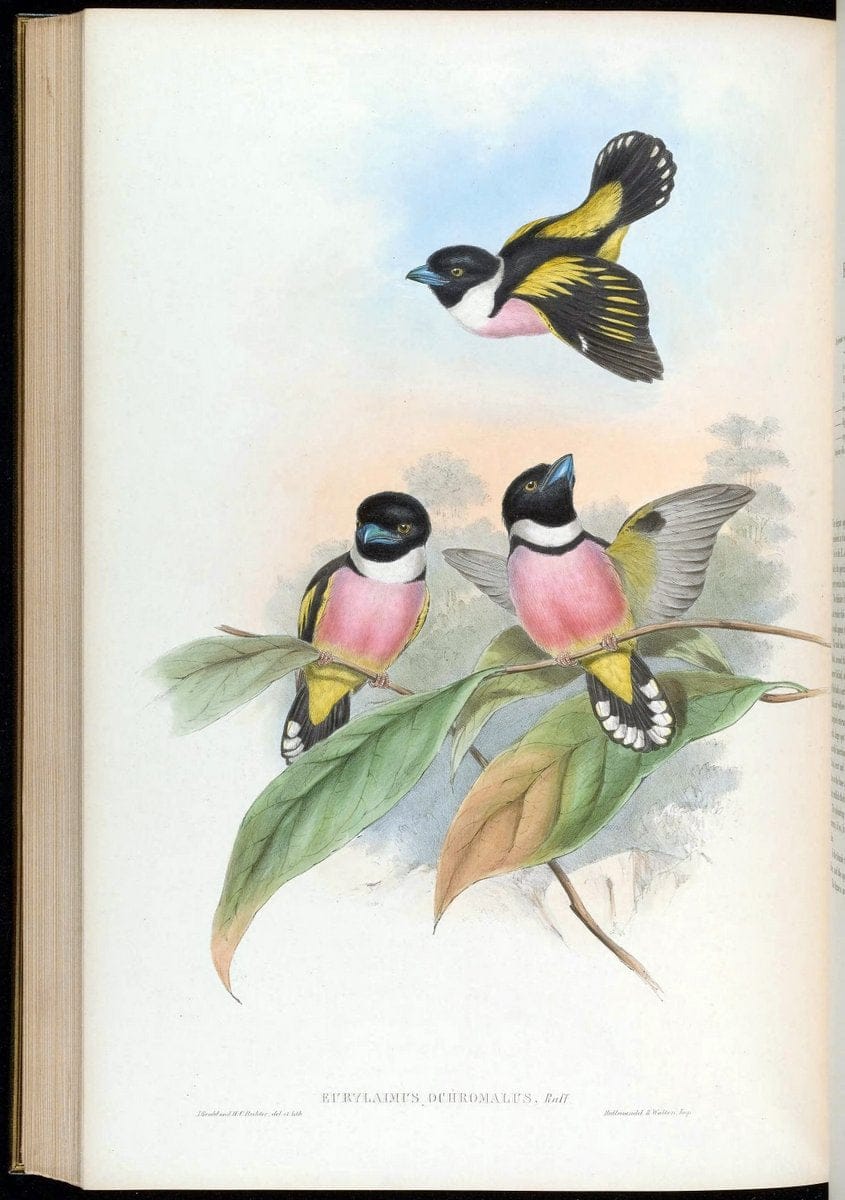 Birds of Asia / by John Gould..London :Printed by Taylor and Francis, pub. by the author,1850-1883.. |  | Vintage Print Reproduction 462534