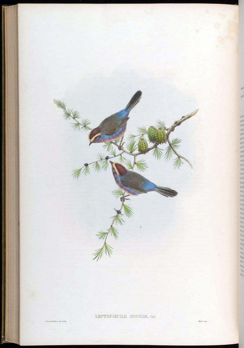 Birds of Asia / by John Gould..London :Printed by Taylor and Francis, pub. by the author,1850-1883.. |  | Vintage Print Reproduction 462535