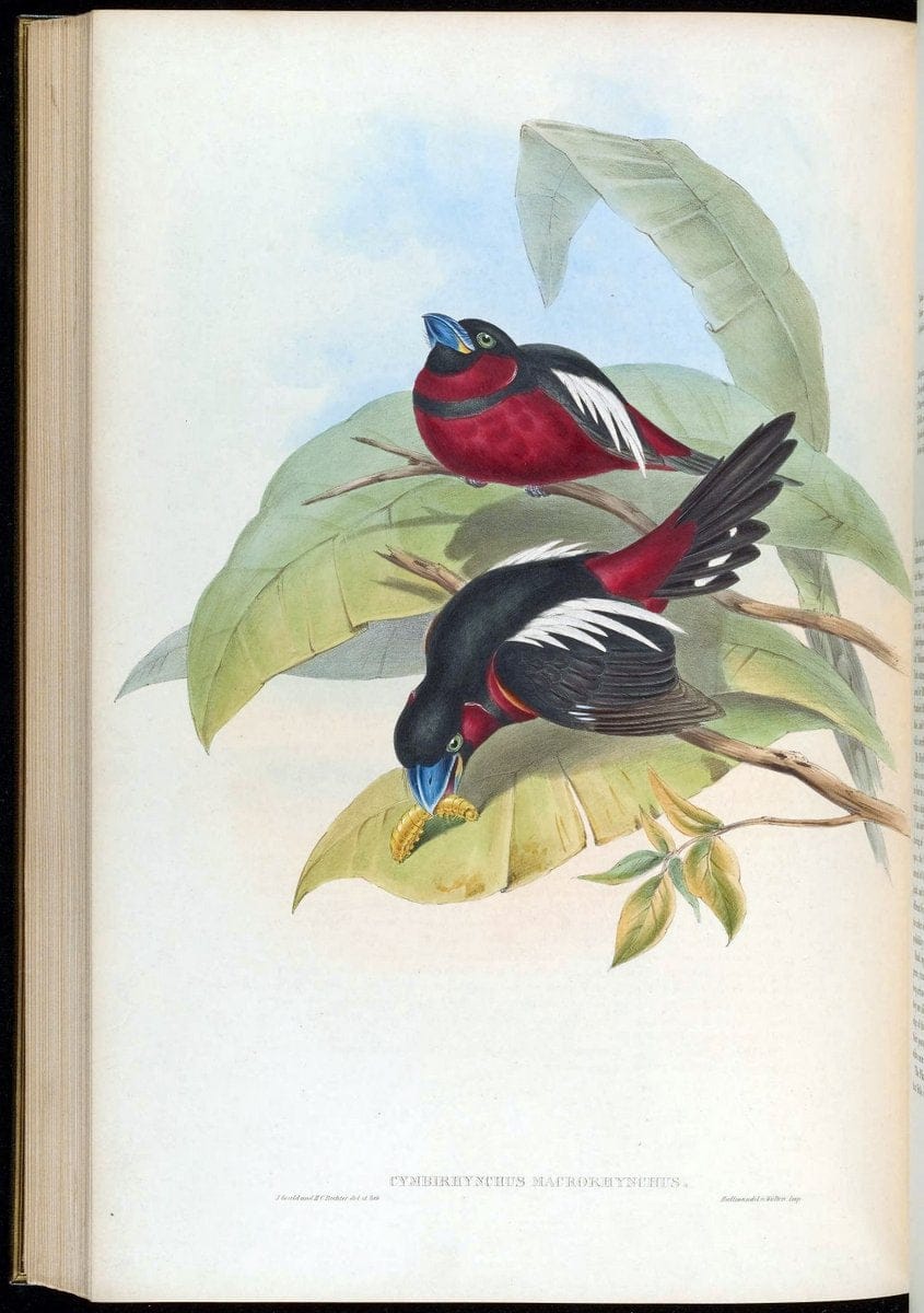 Birds of Asia / by John Gould..London :Printed by Taylor and Francis, pub. by the author,1850-1883.. |  | Vintage Print Reproduction 462536