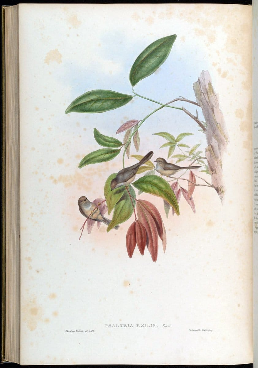 Birds of Asia / by John Gould..London :Printed by Taylor and Francis, pub. by the author,1850-1883.. |  | Vintage Print Reproduction 462537