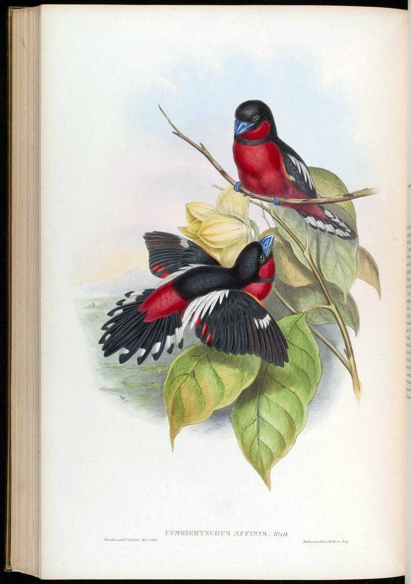 Birds of Asia / by John Gould..London :Printed by Taylor and Francis, pub. by the author,1850-1883.. |  | Vintage Print Reproduction 462538