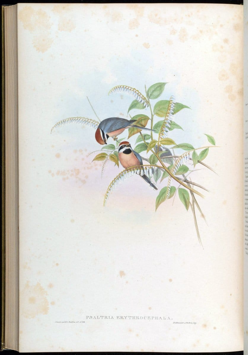 Birds of Asia / by John Gould..London :Printed by Taylor and Francis, pub. by the author,1850-1883.. |  | Vintage Print Reproduction 462539