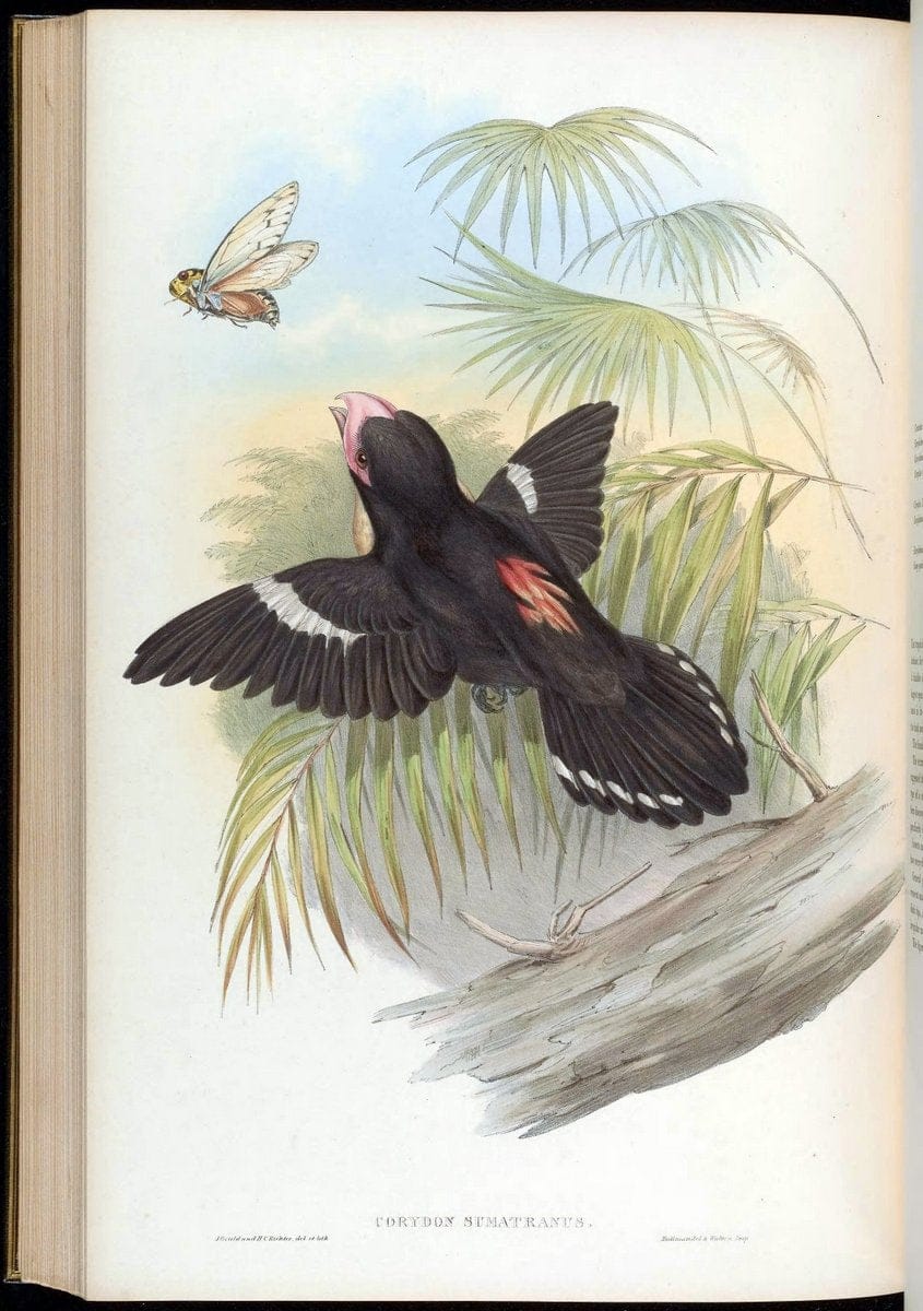 Birds of Asia / by John Gould..London :Printed by Taylor and Francis, pub. by the author,1850-1883.. |  | Vintage Print Reproduction 462540