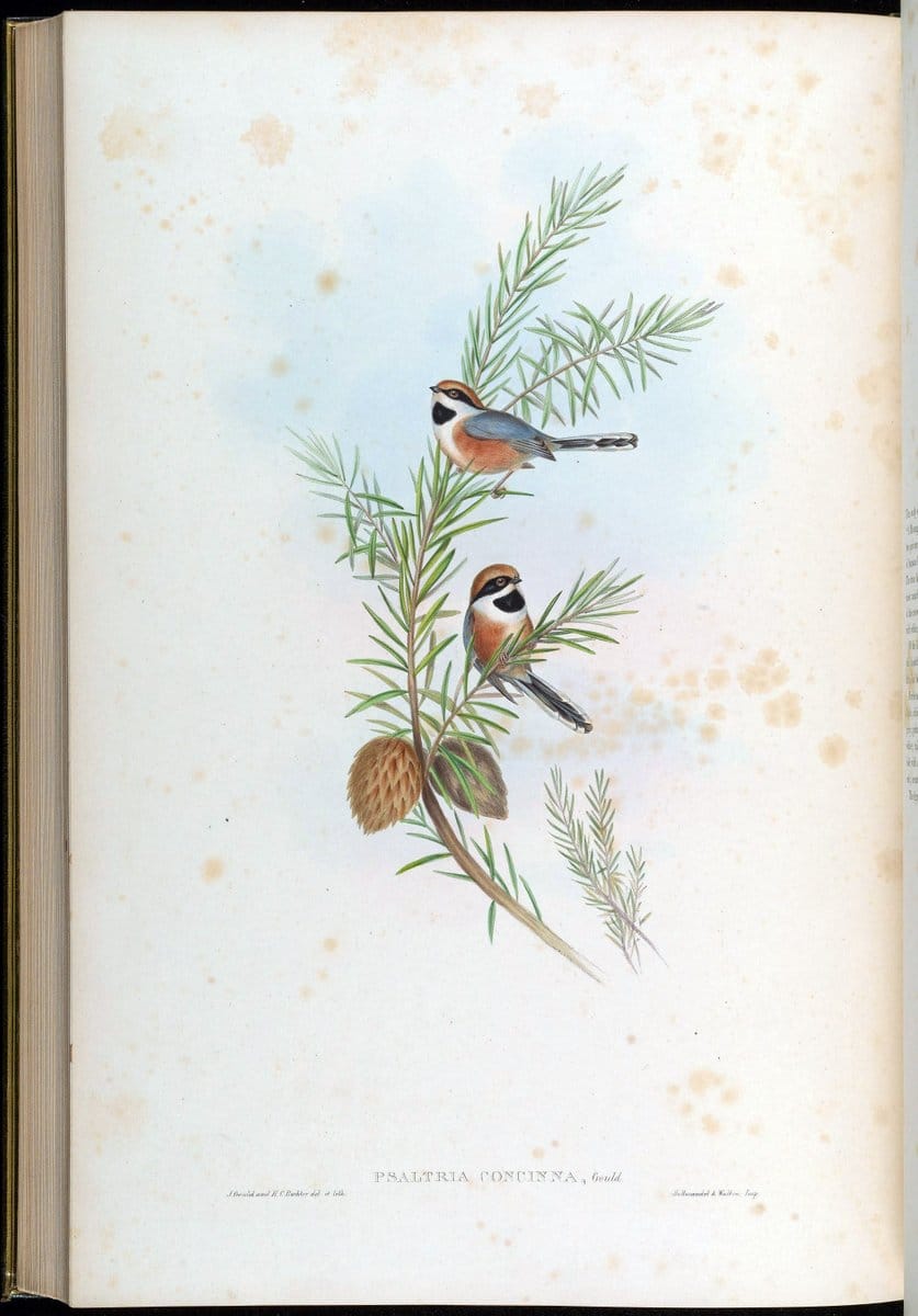 Birds of Asia / by John Gould..London :Printed by Taylor and Francis, pub. by the author,1850-1883.. |  | Vintage Print Reproduction 462541