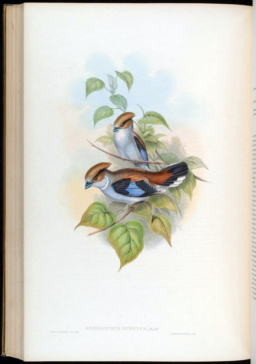Birds of Asia / by John Gould..London :Printed by Taylor and Francis, pub. by the author,1850-1883.. |  | Vintage Print Reproduction 462542