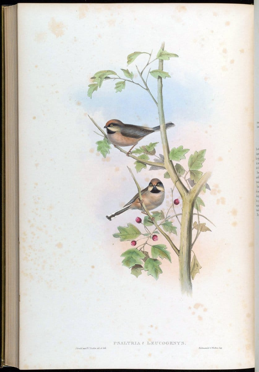Birds of Asia / by John Gould..London :Printed by Taylor and Francis, pub. by the author,1850-1883.. |  | Vintage Print Reproduction 462543