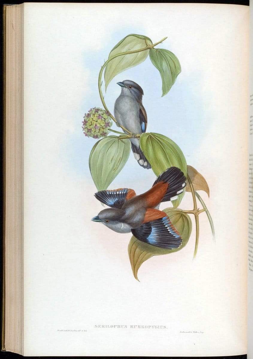 Birds of Asia / by John Gould..London :Printed by Taylor and Francis, pub. by the author,1850-1883.. |  | Vintage Print Reproduction 462544