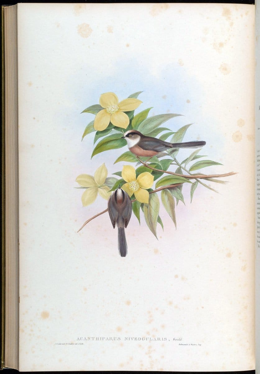 Birds of Asia / by John Gould..London :Printed by Taylor and Francis, pub. by the author,1850-1883.. |  | Vintage Print Reproduction 462545