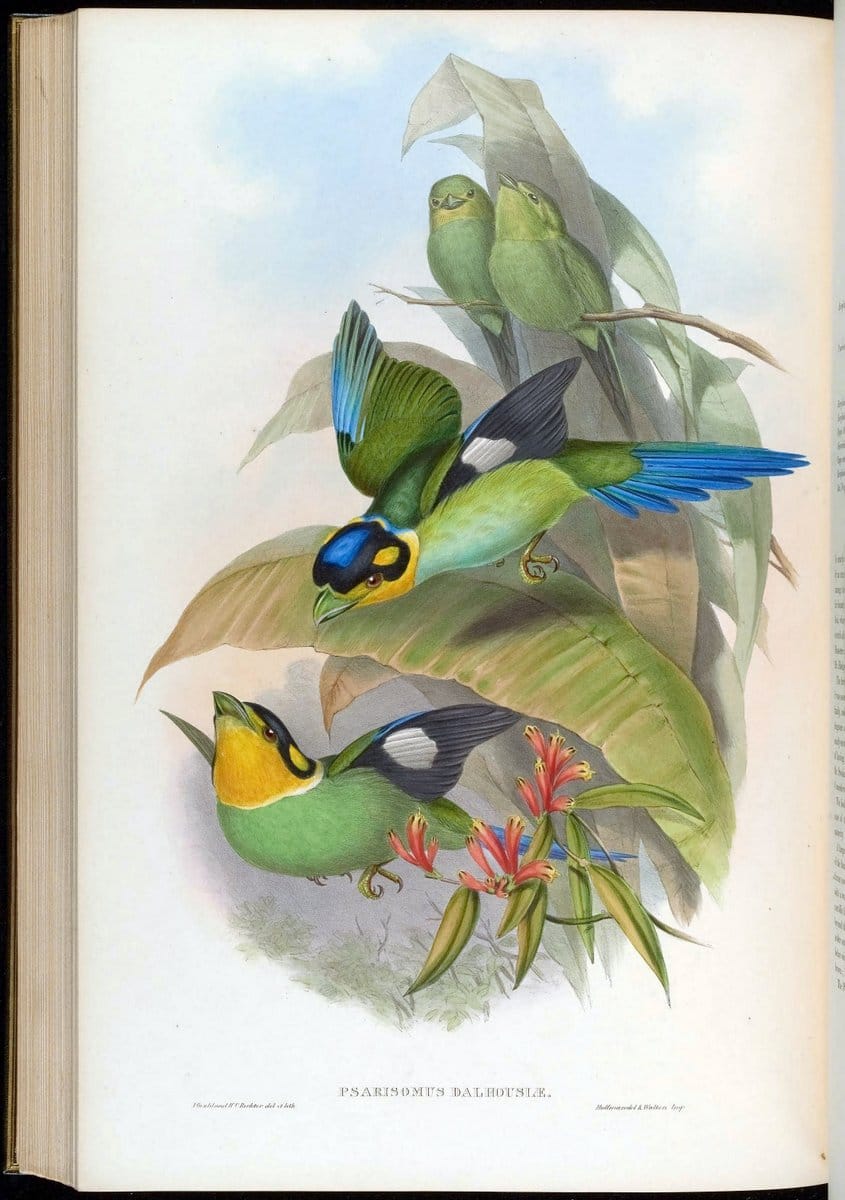 Birds of Asia / by John Gould..London :Printed by Taylor and Francis, pub. by the author,1850-1883.. |  | Vintage Print Reproduction 462546